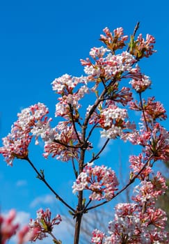 blossoming sprig of ornamental guelder-rose against the blue sky, (Viburnum opulus)