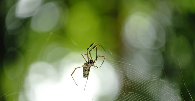 A striking arachnid with black and yellow legs sits on its web against a green background, providing plenty of space for text. Not for the faint of heart.