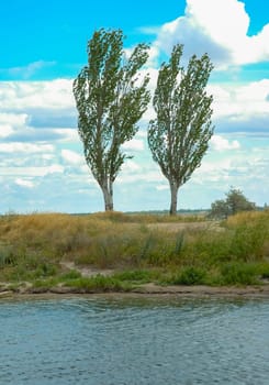 (Populus nigra f. pyramidalis), two pyramidal trees against a blue sky