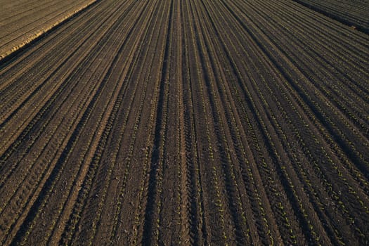 aerial view of young corn crops grwing under the sun in dry soil at sunset drone shot