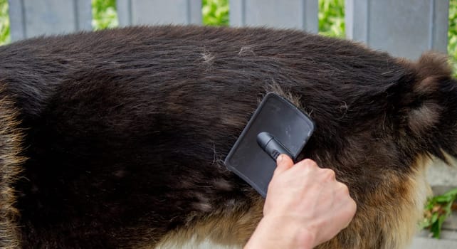 a man combs a dog's fur with a brush. Selective focus