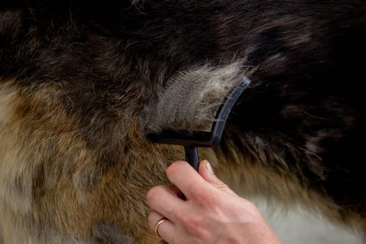 a man combs a dog's fur with a brush. Selective focus