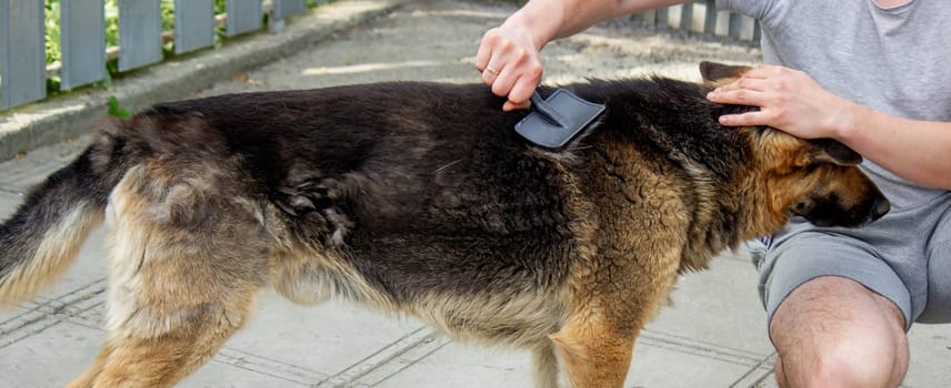 a man combs a dog's fur with a brush. Selective focus