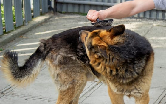 a man combs a dog's fur with a brush. Selective focus