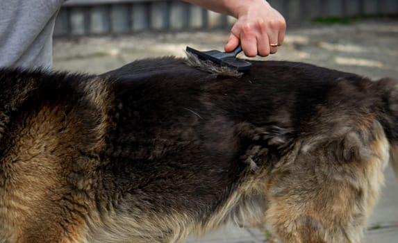 a man combs a dog's fur with a brush. Selective focus