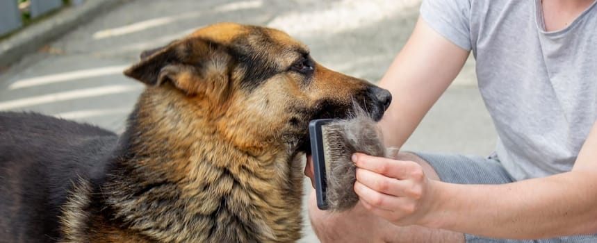 a man combs a dog's fur with a brush. Selective focus