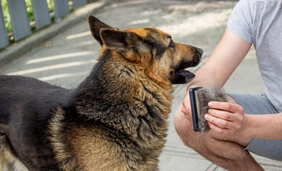 a man combs a dog's fur with a brush. Selective focus