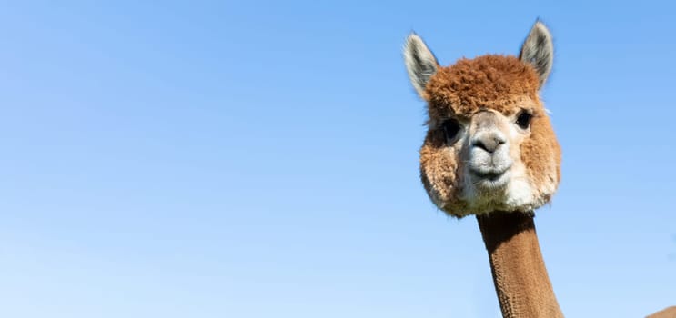 Banner Cute head of brown Alpaca animal on blue sky. Panorama, Copy Space For text. Muzzle Of Cream Domesticated Camelid Mammal, Lama Pacos looks at Camera. Horizontal plane. High quality photo