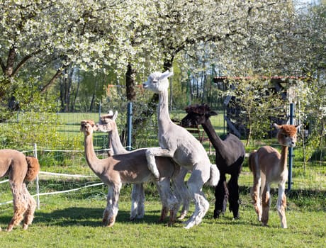Alpaca Breeding. Group Of Male And Male Domesticated Camelid Mammal, Lama Pacos In Yard Of Farm In Summer Time. Animal Husbandry, Livestock. Horizontal Plane. High quality photo
