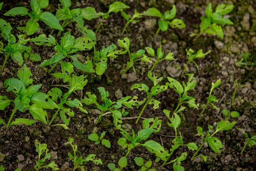 pepper seedlings are eaten by bugs. Selective focus