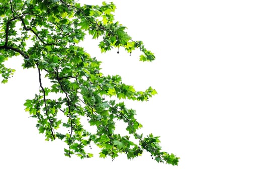 Green leaves and branches isolated on white background. Earth concept for design and decoration.