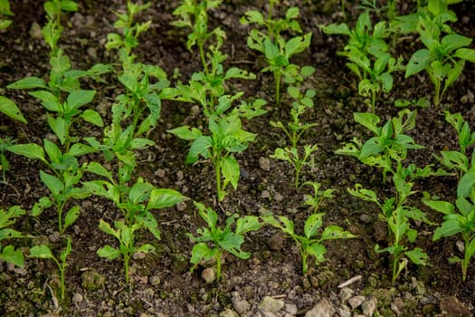 pepper seedlings are eaten by bugs. Selective focus
