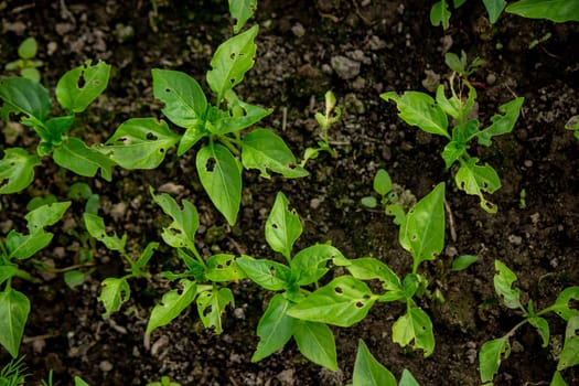 pepper seedlings are eaten by bugs. Selective focus