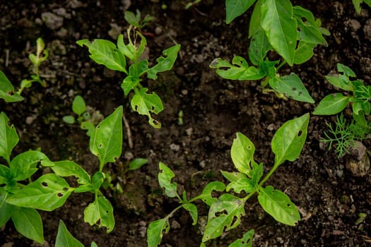 pepper seedlings are eaten by bugs. Selective focus