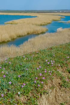 Wetlands, Shore of the lake in spring, yellow dry reeds along the shore of Lake Yalpug