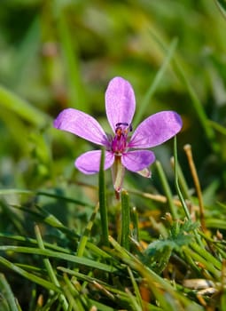 (Erodium cicutarium), A pink flowering plant in the wild