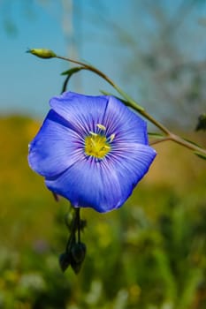 (Linum lewisii), A blue flowering plant in the wild