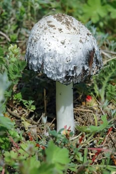 (Coprinus comatus), an inedible mushroom among grassy vegetation