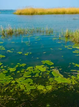 Wetlands, floating algae near reed beds in the lake