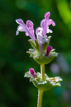 greater henbit (Lamium amplexicaule),  pink grass flowers in the garden