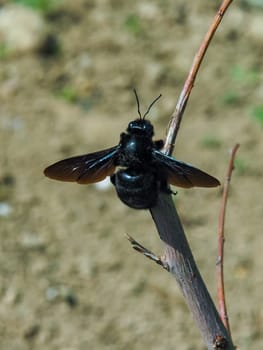 (Xylocopa violacea), Big carpenter bee resting