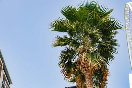 Palm tree against the blue summer sky for background