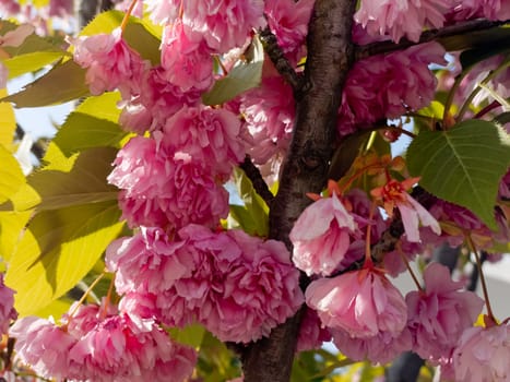 Delicate cherry blossoms in spring, close-up.