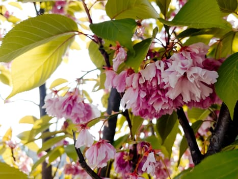 Delicate cherry blossoms in spring, close-up.