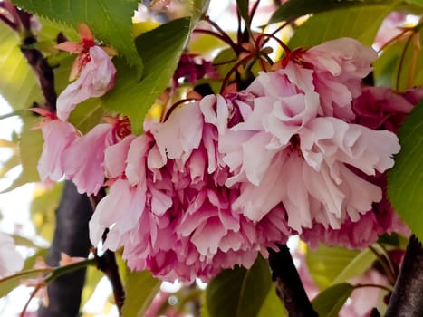 Delicate cherry blossoms in spring, close-up.