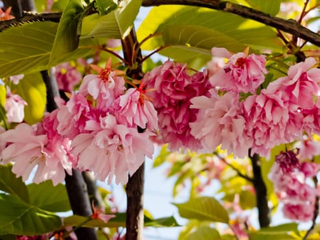 Delicate cherry blossoms in spring, close-up.