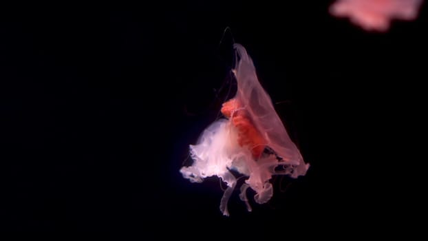 Small pink jellyfish swim slowly. Poisonous jellyfish in the dark. 4k