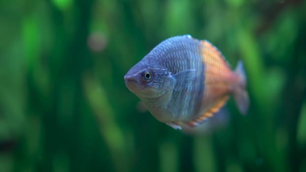 Fish Boesman's Rainbow on the background of underwater grass. Exotic fish with a sad face underwater. 4k