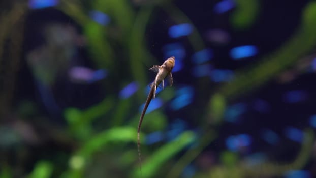 Little suckerfish near the glass of the aquarium. The blue fish stuck to the glass. 4k