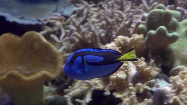 Exotic surgeon fish swims near sea anemones and corals. A blue fish swims in an aquarium. 4k