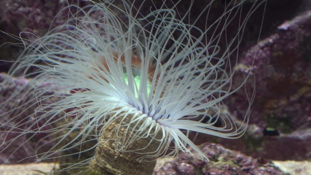 Sea anemone with long tentacles on the background of reefs close-up. Sea anemones in the aquarium. 4k