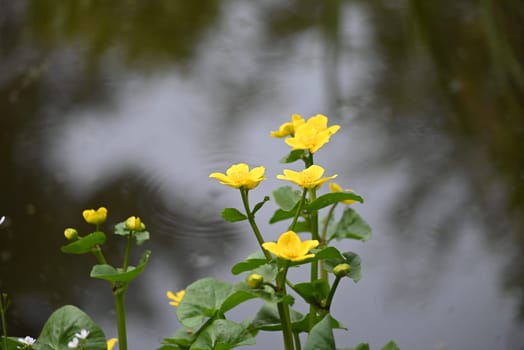Yellow flowering plant in front of a pond as a close up
