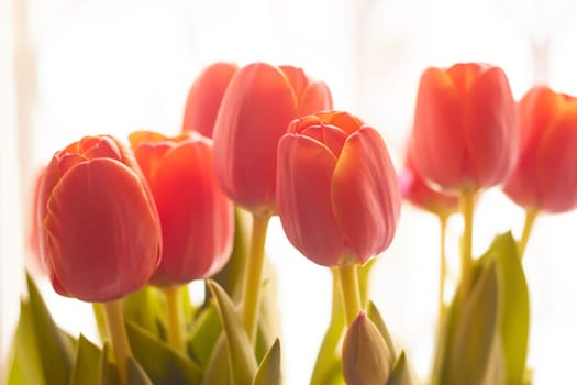 Photo of buds of red tulips in close-up. Plants and flowers. Romance. Postcards and congratulations. Holiday.