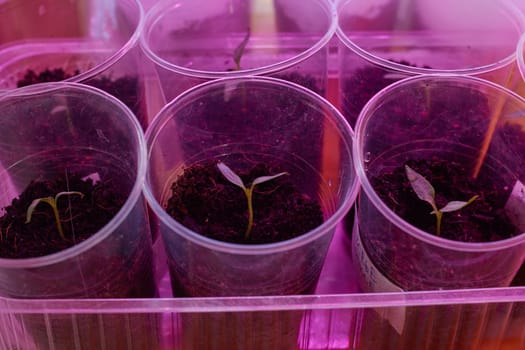 Photograph of pepper sprouts in plastic cups under an ultraviolet lamp. Growing seedlings of vegetables at home. Garden and cottage. Plants .