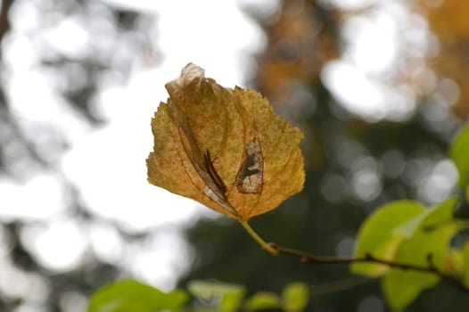macro image on a blurred background with the image of a birch leaf