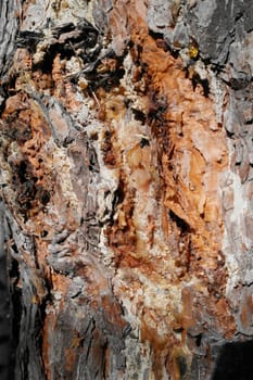 detailed photo of coniferous wood texture