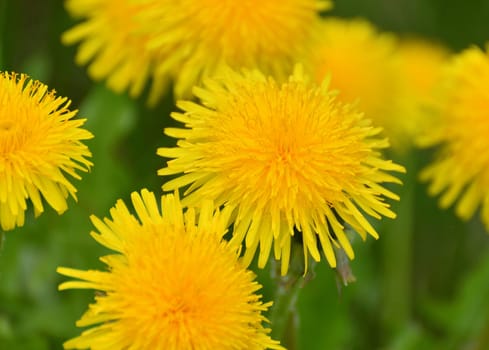 Several yellow dandelions close up on the lawn