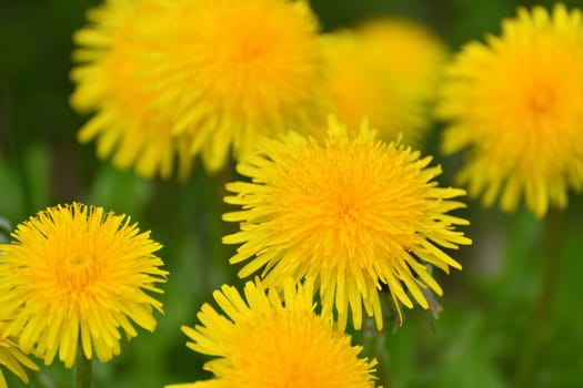 Several yellow dandelions close up on the lawn