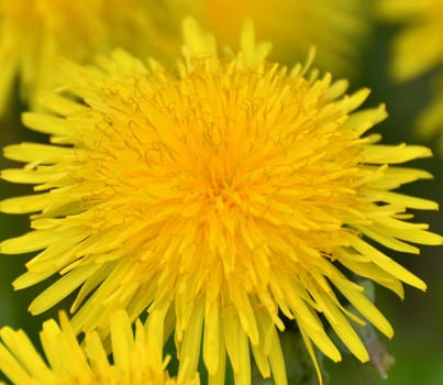 Several yellow dandelions close up on the lawn