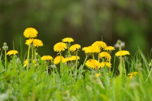 Several yellow dandelions on the lawn