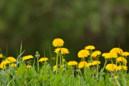 Several yellow dandelions on the lawn