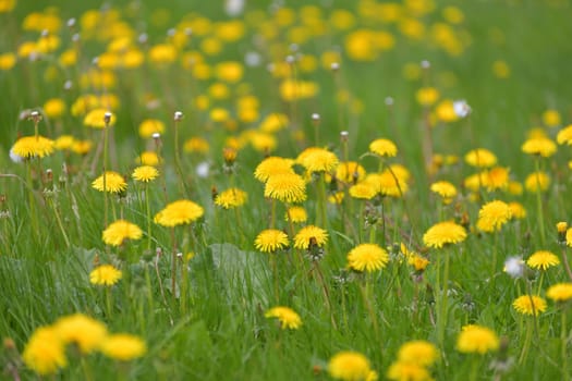 Several yellow dandelions on the lawn