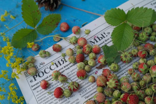 sprigs of wild strawberries on the background of the texture of aged blue wood blue wood