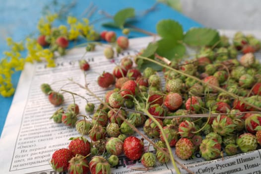 sprigs of wild strawberries on the background of the texture of aged blue wood blue wood