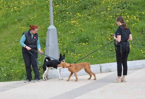 Moscow, Russia - 17 May. 2022. Two dogs met on a walk