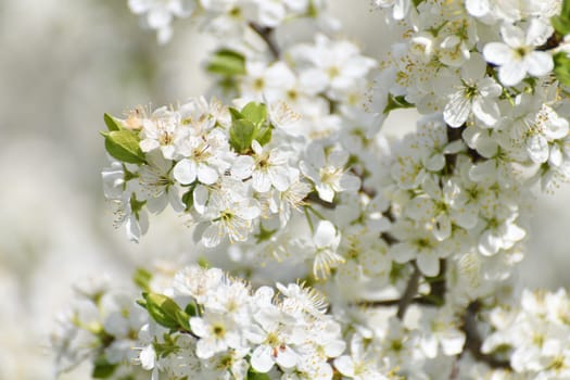 Cherry tree blooms profusely in spring